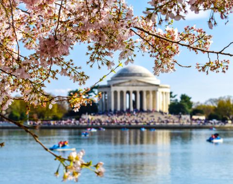 the jefferson memorial with cherry blossoms