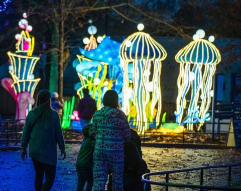 Family walking towards light display