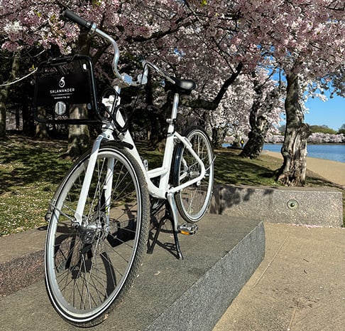 Salamander DC cruiser bike with cherry blossom background